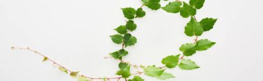 panoramic shot of hop plant twig with green leaves isolated on white clipart