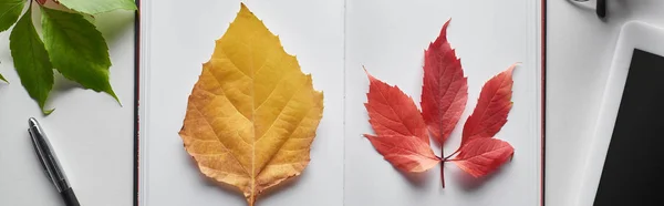 Rote Und Gelbe Blätter Von Wilden Trauben Und Erlen Der — Stockfoto