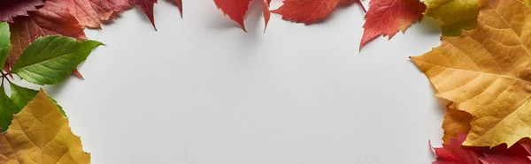 Panoramic Shot Colorful Autumn Leaves White Background Copy Space — Stock Photo, Image