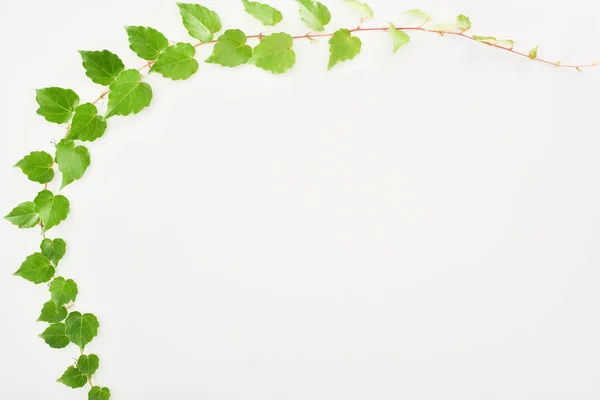 Πάνω Όψη Του Κλαδί Φυτό Λυκίσκου Πράσινα Φύλλα Απομονώνονται Λευκό — Φωτογραφία Αρχείου