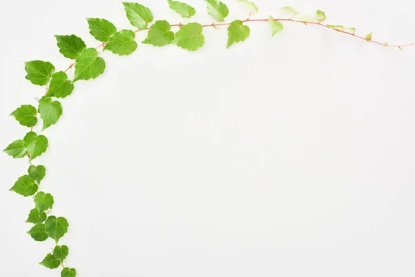 top view of hop plant twig with green leaves isolated on white with copy space