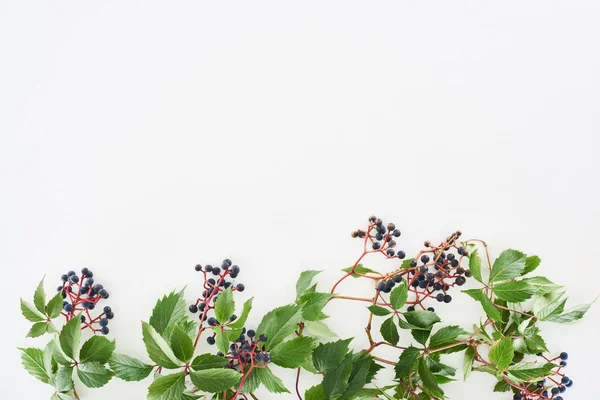 Top View Wild Grapes Branch Green Leaves Berries Isolated White — Stock Photo, Image