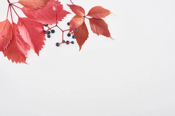 コピースペースで白に隔離された赤い葉と果実を持つ野生ブドウの枝のトップビュー — ストック写真