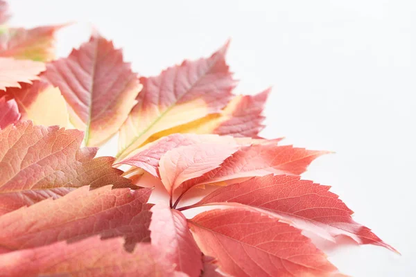 Close View Colorful Red Leaves Wild Grapes Isolated White — Stock Photo, Image