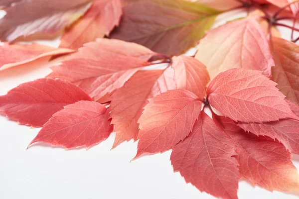 Vista Cerca Coloridas Hojas Rojas Uvas Silvestres Aisladas Blanco — Foto de Stock