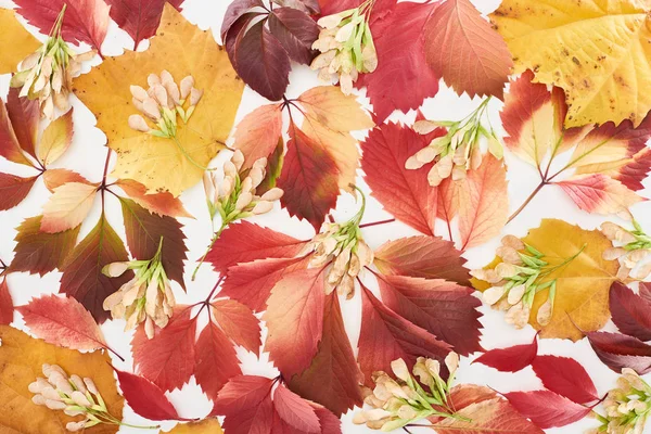 top view of maple seeds, colorful red and yellow leaves of wild grapes, alder and maple isolated on white 