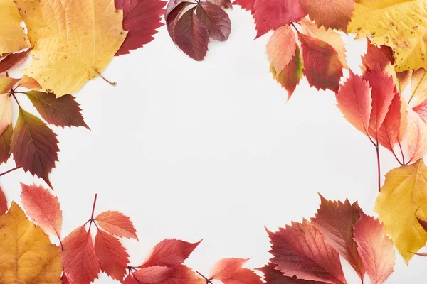 frame of colorful red and yellow leaves of alder, maple and wild grapes isolated on white with copy space
