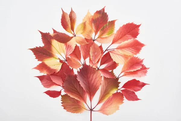 Vrchní Pohled Jasné Podzimní Listy Divokých Hroznů Izolovaných Bílém Pozadí — Stock fotografie