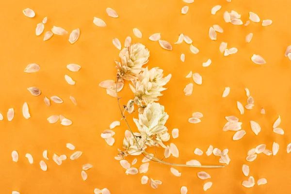 Twig Dry Hop Seed Cones Petals Isolated Yellow Background — Stock Photo, Image