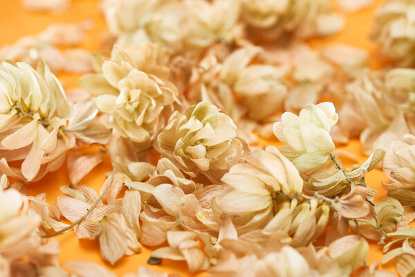 close up view of dry hops near petals on yellow background