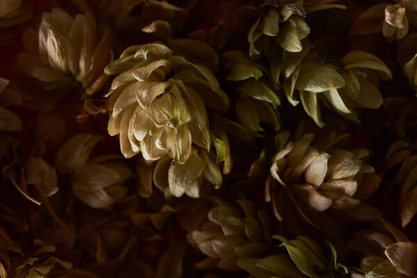 закрыть представление о конусах семян хмеля, изолированных на черном фоне
