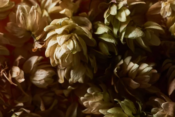 Close View Dry Hop Seed Cones Isolated Black Background — Stock Photo, Image