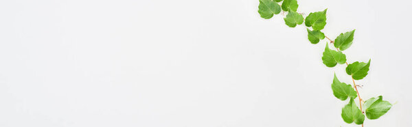 panoramic shot of hop plant twig with green leaves isolated on white with copy space 