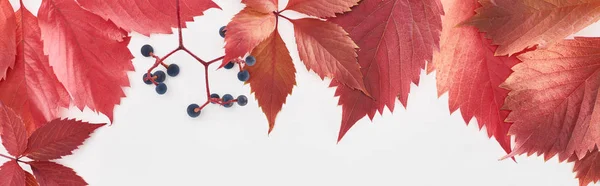 Panoramic Shot Red Leaves Berries Wild Grapes Isolated White — Stock Photo, Image