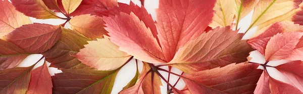 Panoramisch Shot Van Kleurrijke Herfstbladeren Van Wilde Druiven Geïsoleerd Wit — Stockfoto