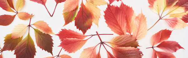 panoramic shot of colorful autumn leaves of wild grapes isolated on white