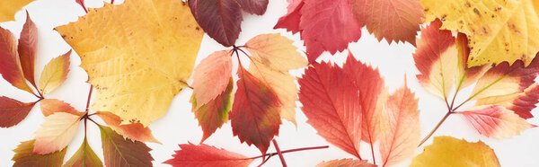 panoramic shot of red and yellow leaves of wild grapes, alder and maple isolated on white 