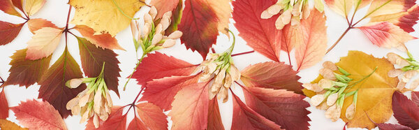 panoramic shot of maple seeds, colorful autumn leaves of wild grapes, alder and maple isolated on white 