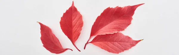 Plan Panoramique Feuilles Rouges Raisins Sauvages Isolées Sur Blanc — Photo