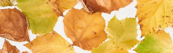 panoramic shot of bright yellow leaves of maple isolated on white