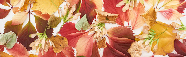 panoramic shot of maple seeds, colorful autumn leaves of wild grapes, alder and maple isolated on white 