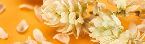 close up view of dry hop seed cones near petals on yellow, panoramic shot