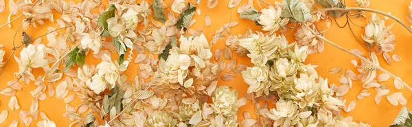 Panoramic Shot Scattered Dry Hops Petals Yellow Background — Stock Photo, Image