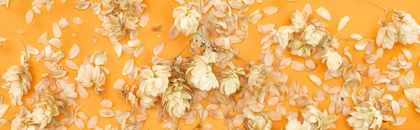 Panoramic Shot Scattered Dry Hops Petals Yellow Background — Stock Photo, Image