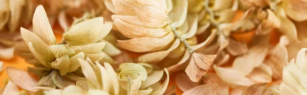 Nahaufnahme Trockener Hopfenzapfen Der Nähe Von Blütenblättern Auf Gelber Panoramischer — Stockfoto