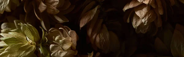 Близкий Обзор Конусов Семян Сухого Хмеля Изолированных Черном Панорамный Снимок — стоковое фото