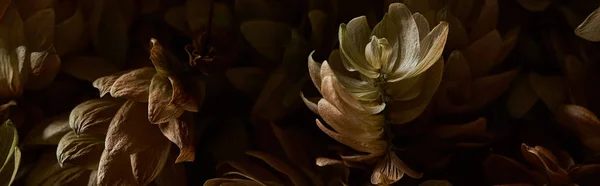 Close View Dry Hop Seed Cones Isolated Black Panoramic Shot — Stock Photo, Image