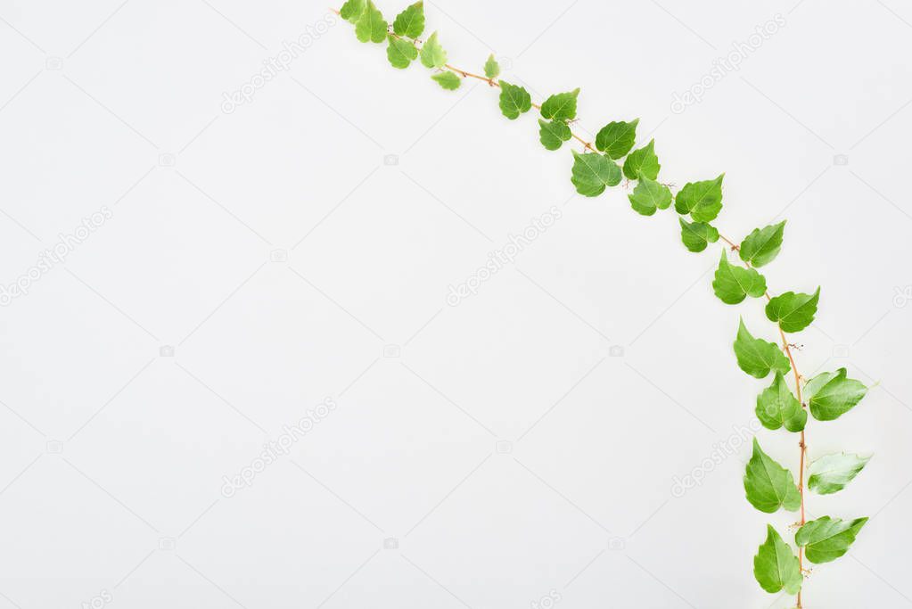 top view of hop plant twig with green leaves isolated on white with copy space 