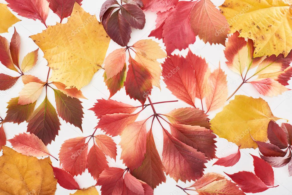 top view of colorful red and yellow leaves of wild grapes, alder and maple isolated on white 