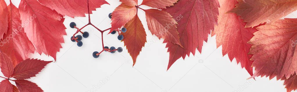 panoramic shot of red leaves and berries of wild grapes isolated on white 