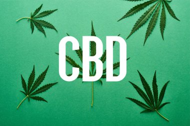 Yeşil arkaplandaki yeşil kenevir yapraklarının beyaz cbd illüstrasyonlu üst görünümü