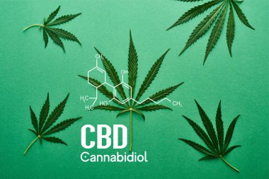 top view of green cannabis leaves on green background with white cbd illustration clipart