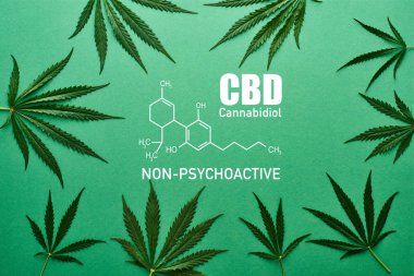 top view of green cannabis leaves on green background with cbd illustration
