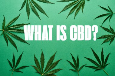 Yeşil zemin üzerinde yeşil kenevir yapraklarının üst görünümü beyaz cbd illüstrasyon nedir