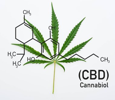 top view of cannabis leaf on white background with cbd molecule illustration clipart