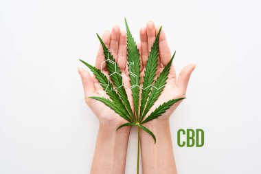 Beyaz zemin üzerinde marihuana yaprağı tutan cbd moleküllü kadın görüntüsü