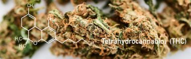 Beyaz zemin üzerinde tıbbi marihuana tomurcuklarının yakın görüntüsünü thc molekül çizimi, panoramik çekim