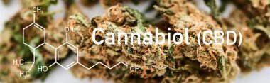 Beyaz zemin üzerinde tıbbi marihuana tomurcuklarının görüntüsünü Cbd molekül çizimi, panoramik çekim