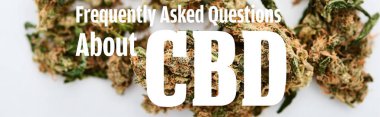 Beyaz arkaplandaki tıbbi marihuana tomurcuklarının yakın görüntüsünü cbd illüstrasyonu ve panoramik çekim hakkında sıklıkla sorulan sorularla kapat