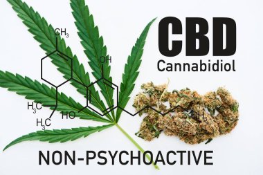 Beyaz zemin üzerinde yeşil kenevir yaprağı ve marihuana tomurcukları üst görünümü cbd molekül çizimi