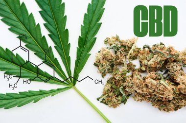 Beyaz zemin üzerinde yeşil kenevir yaprağı ve marihuana tomurcukları üst görünümü cbd molekül çizimi