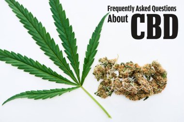 Beyaz zemin üzerinde yeşil kenevir yaprağı ve marihuana tomurcuklarının üst görünümü ve sıklıkla cbd illüstrasyonu hakkında sorulan sorular