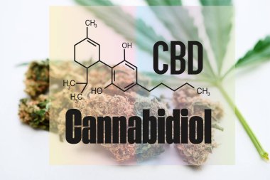 beyaz zemin üzerinde yeşil kenevir yaprağı ve marihuana tomurcukları ile cbd molekül çizimi