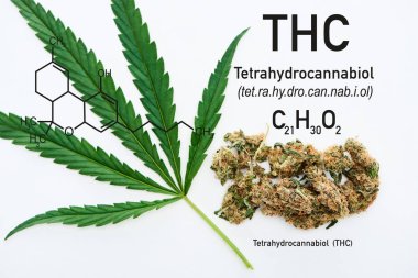 Beyaz zemin üzerinde yeşil kenevir yaprağı ve marihuana tomurcuklarının üst görünümü Thc molekül çizimi