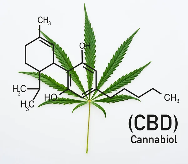 Vista Superior Hoja Cannabis Sobre Fondo Blanco Con Ilustración Moléculas — Foto de Stock