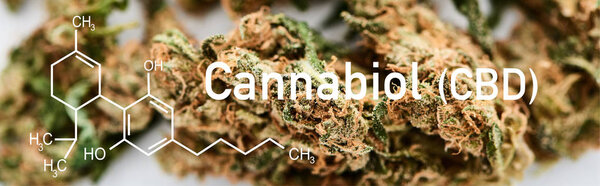 close up view of medical marijuana buds on white background with cbd molecule illustration, panoramic shot